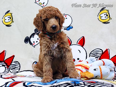 ���b�h �q��